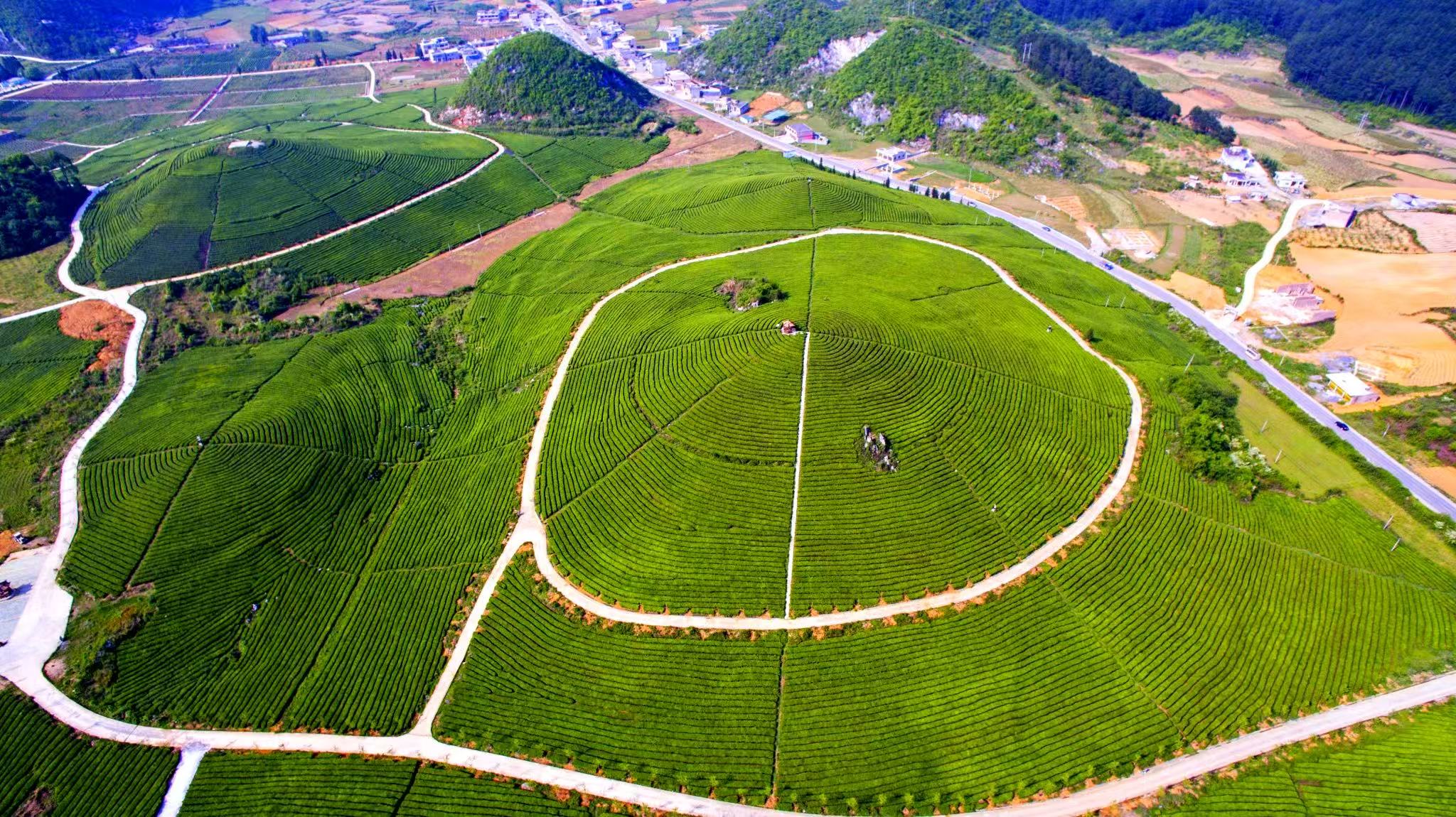 Aerial view of Wabbit tea farm